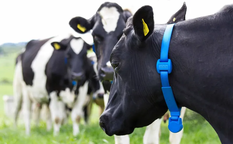 Система моніторингу стада Dairymaster MooMonitor+
